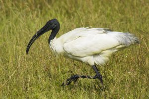 ibis